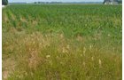 Property photo 3 - 51.5 Acres Offered in 5 tracts, 2 Farm Sites
